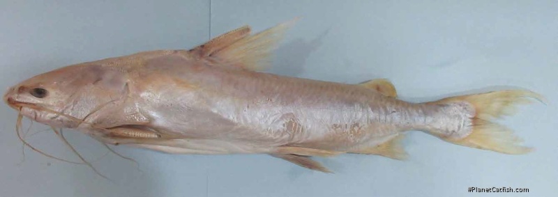 Kyataphisa nenga