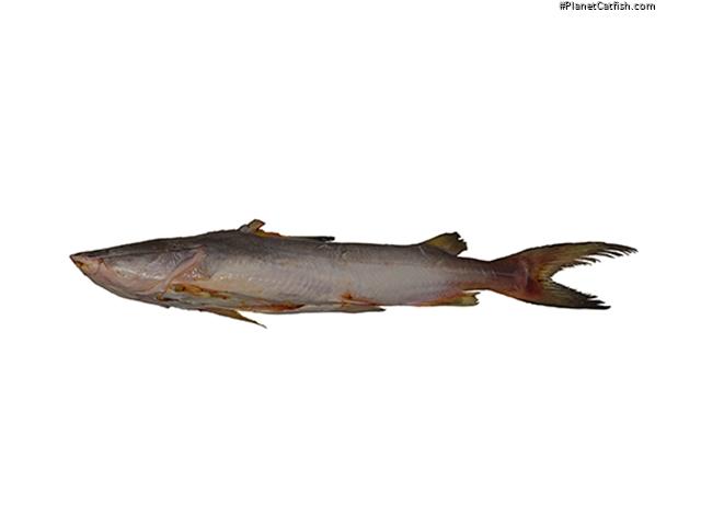Notarius grandicassis