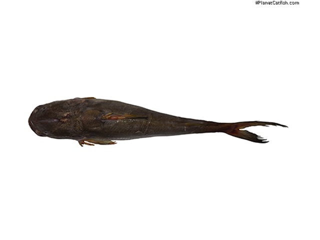Notarius grandicassis