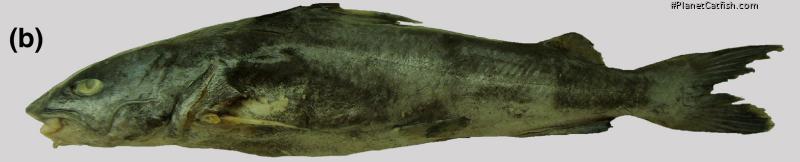 Notarius luniscutis