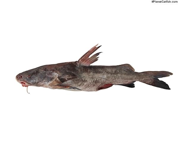 Notarius rugispinis