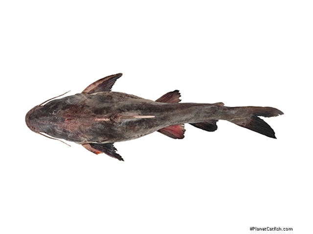 Notarius rugispinis