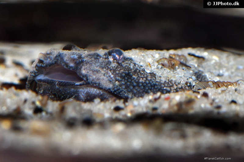 Bunocephalus amaurus