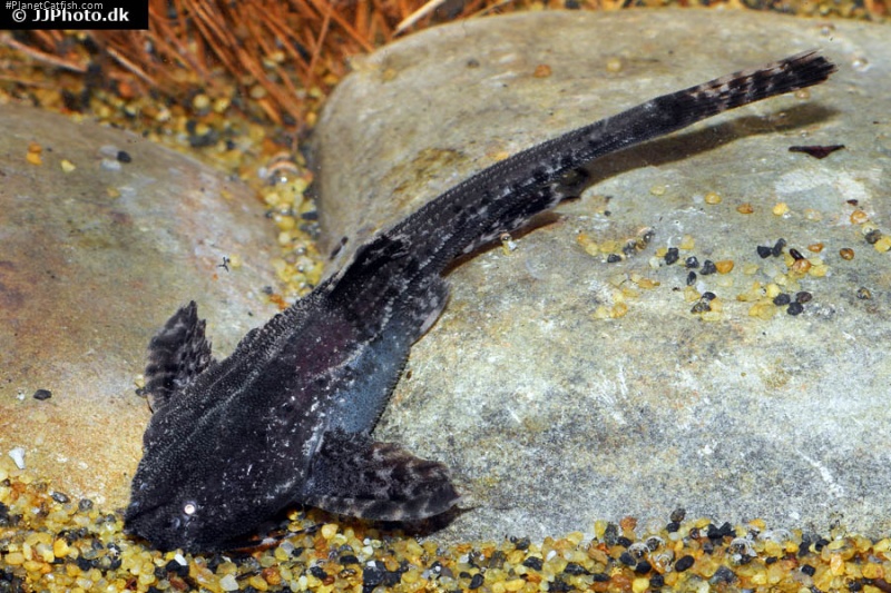 Bunocephalus amaurus