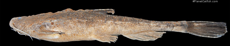 Bunocephalus larai