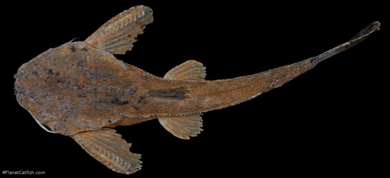 Bunocephalus larai