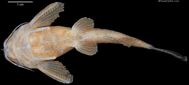 Bunocephalus larai