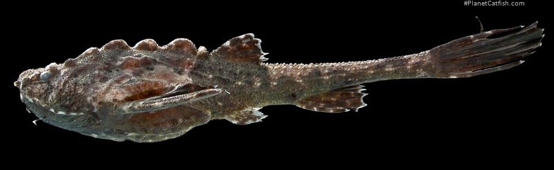 Bunocephalus verrucosus