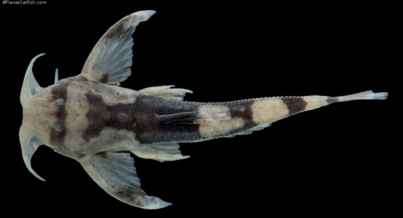 Ernstichthys taquari