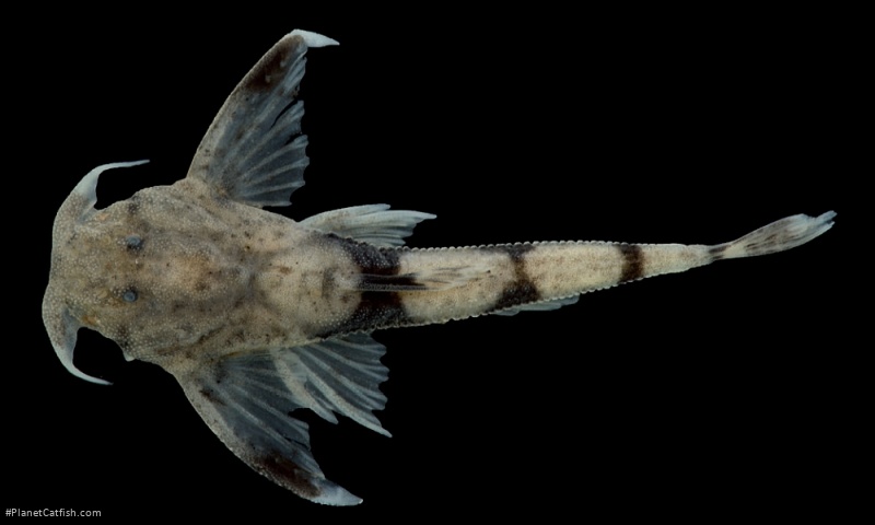 Ernstichthys taquari