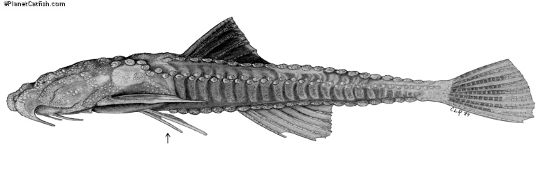 Hoplomyzon papillatus