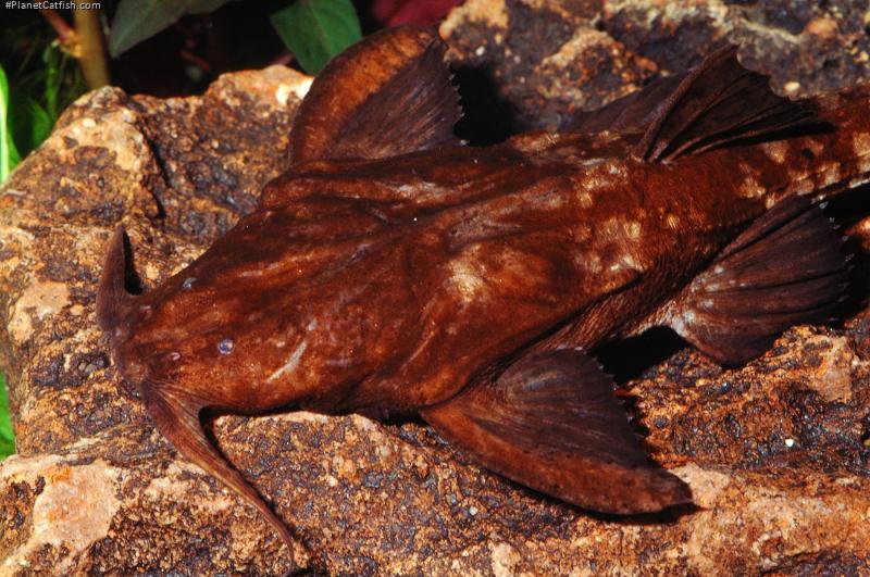 Platystacus cotylephorus