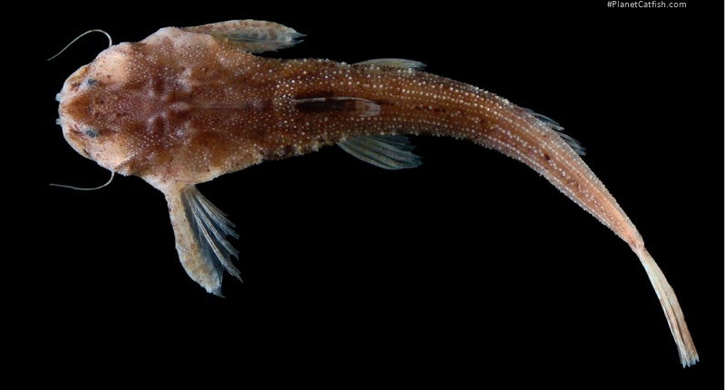 Pseudobunocephalus timbira