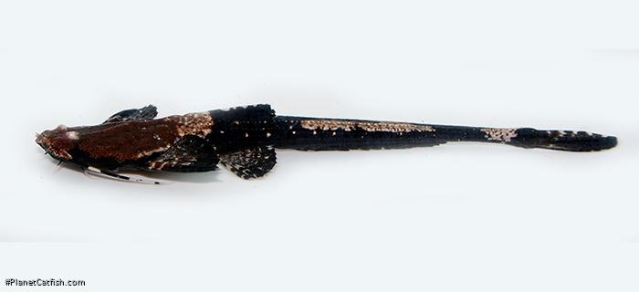 Pterobunocephalus depressus