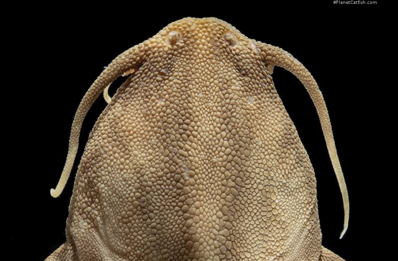 Xyliphius barbatus