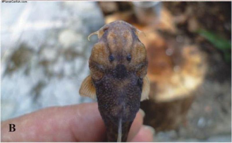 Astroblepus cacharas
