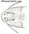 Astroblepus caquetae