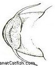 Astroblepus caquetae