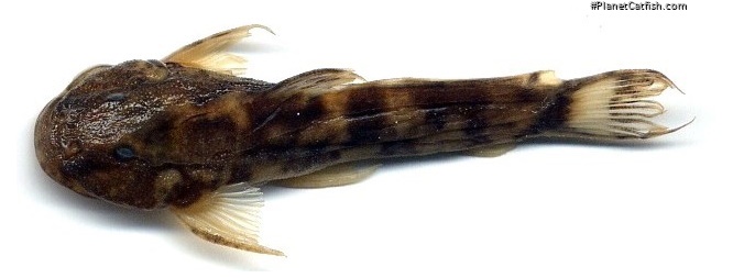 Astroblepus cyclopus