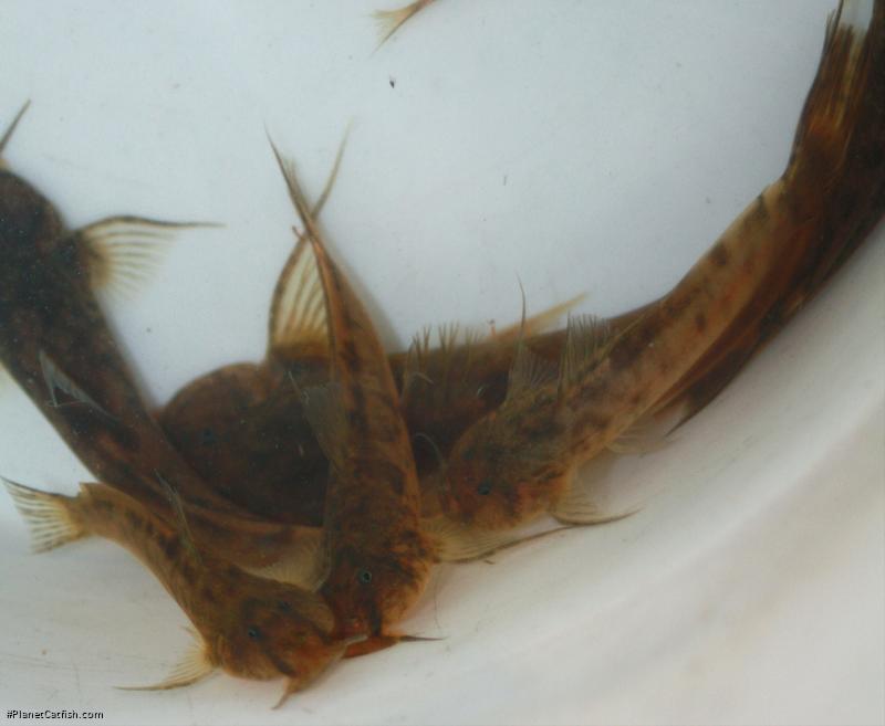 Astroblepus grixalvii