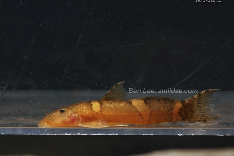 Astroblepus mancoi