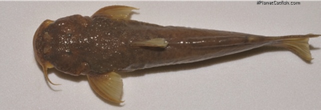 Astroblepus mindoensis