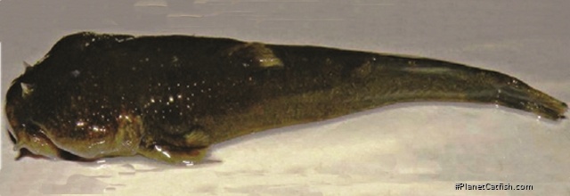Astroblepus ubidiai