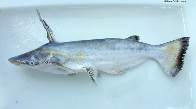Ageneiosus inermis