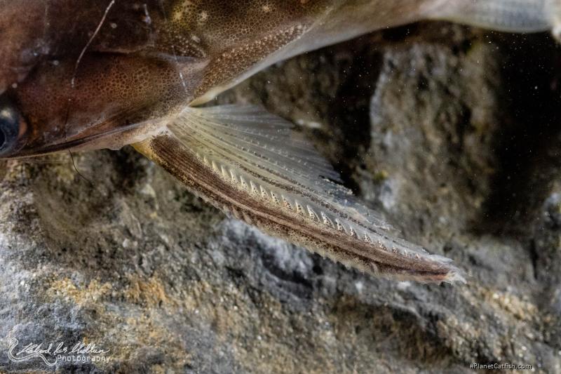 Auchenipterichthys coracoideus