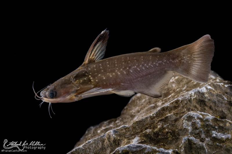 Auchenipterichthys coracoideus