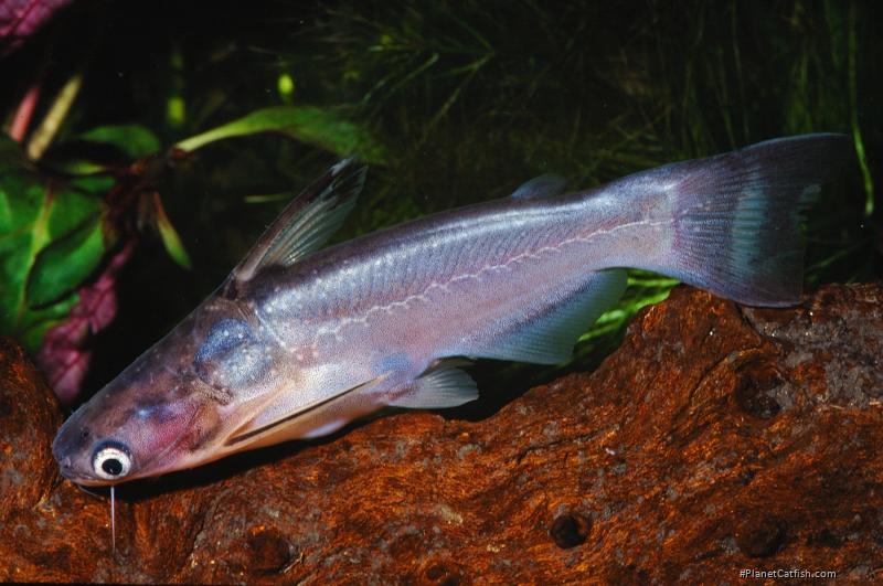 Auchenipterichthys coracoideus