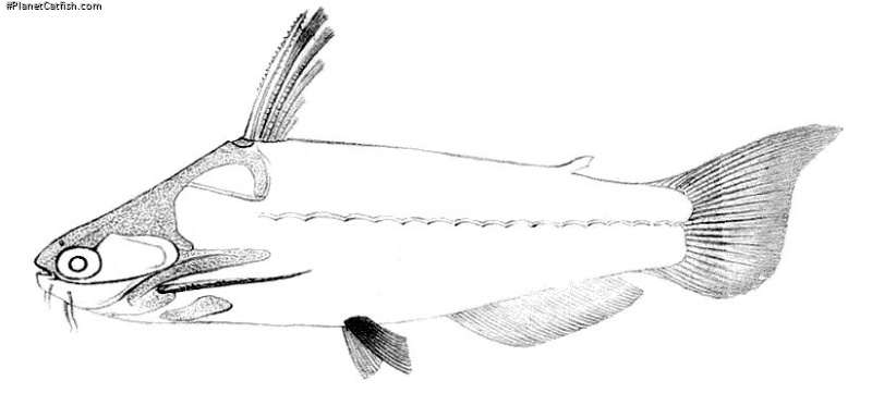 Auchenipterichthys thoracatus