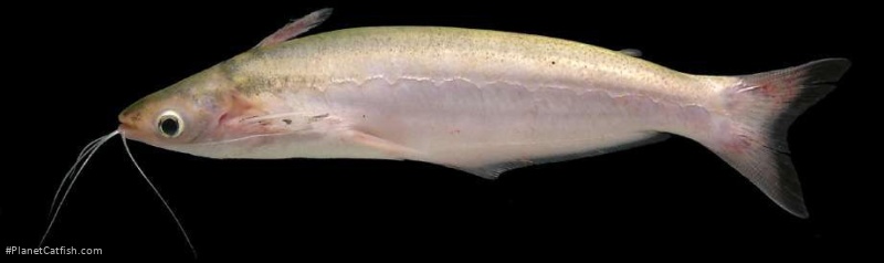 Auchenipterus brachyurus