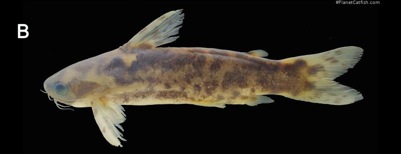 Centromochlus akwe