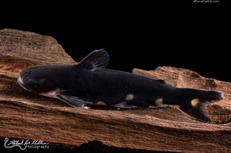 Centromochlus musaicus