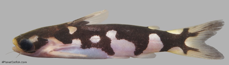 Centromochlus orca