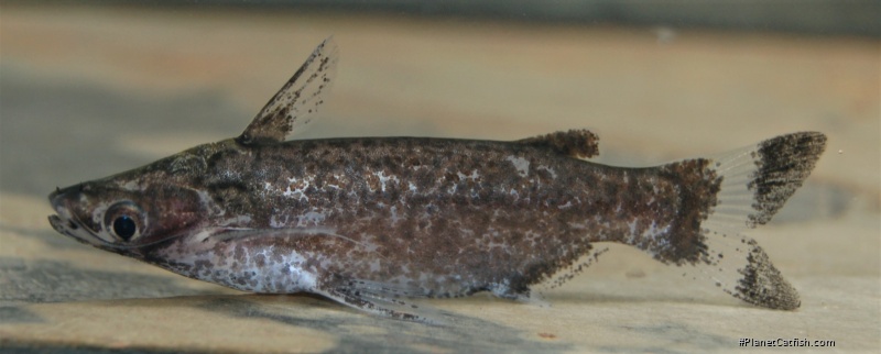 Entomocorus radiosus