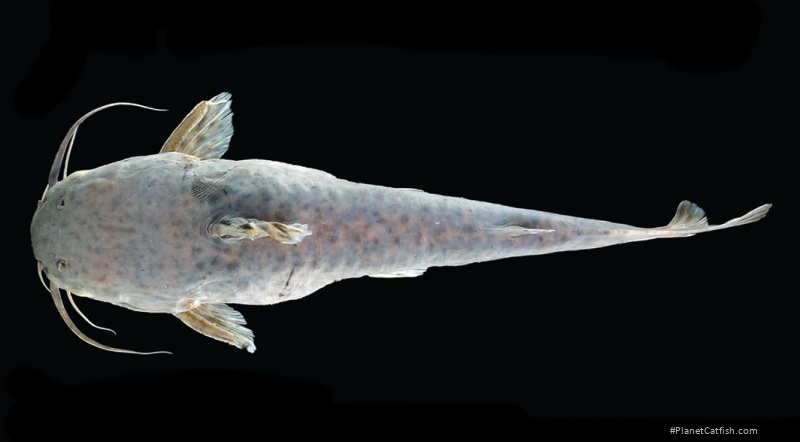 Ferrarissoaresia ferrarisi