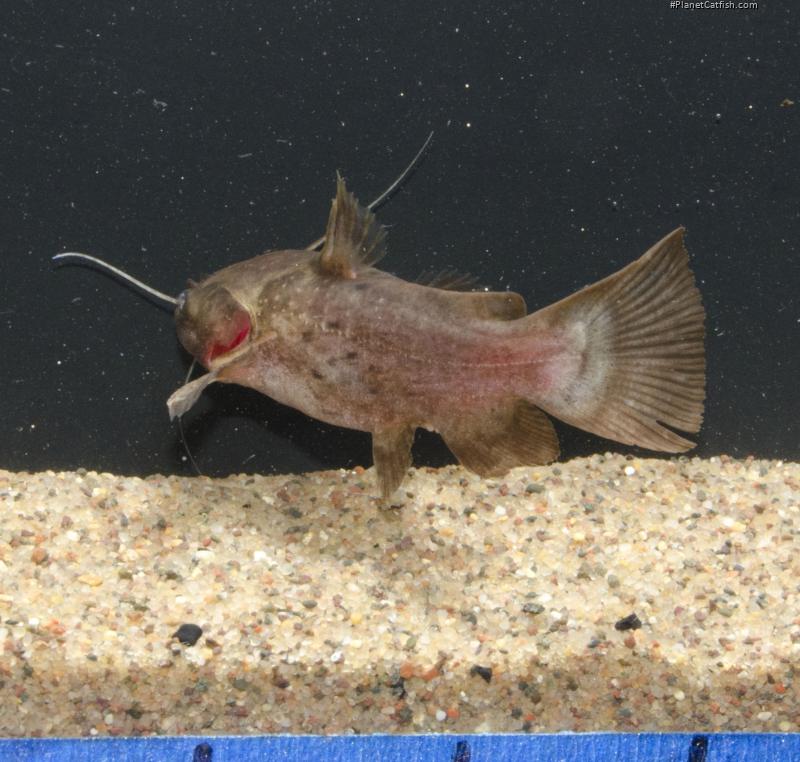 Liosomadoras morrowi