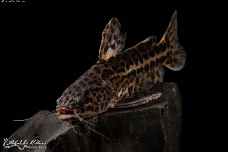 Liosomadoras oncinus