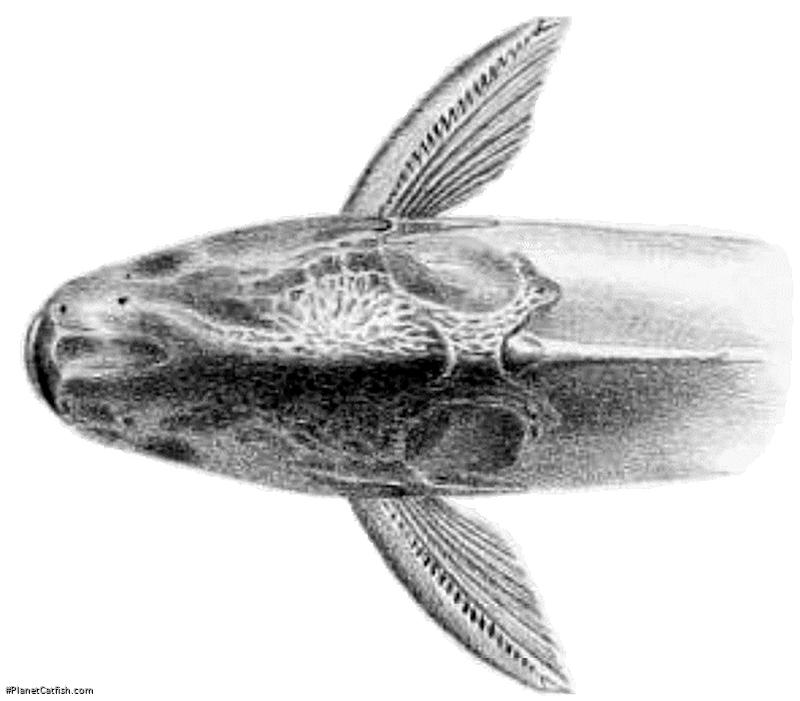 Pseudauchenipterus jequitinhonhae