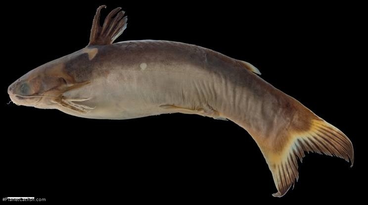 Tatia caudosignata