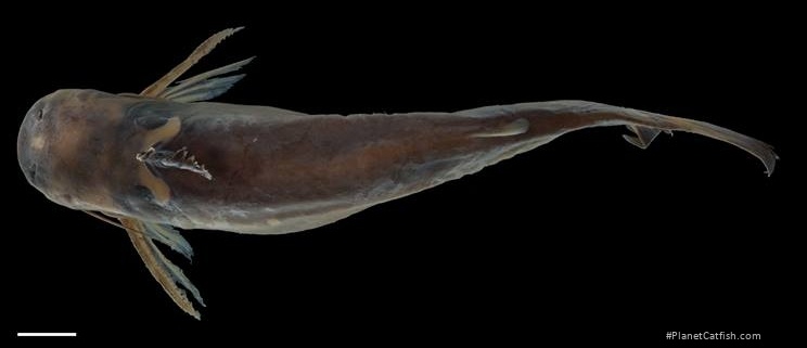 Tatia caudosignata