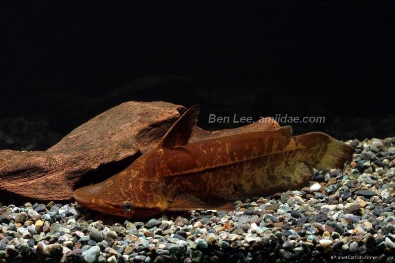 Tetranematichthys wallacei