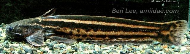 Trachelyopterichthys taeniatus