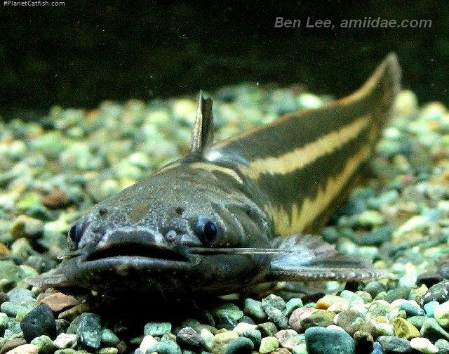 Trachelyopterichthys taeniatus