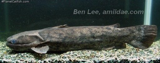 Trachelyopterus ceratophysus