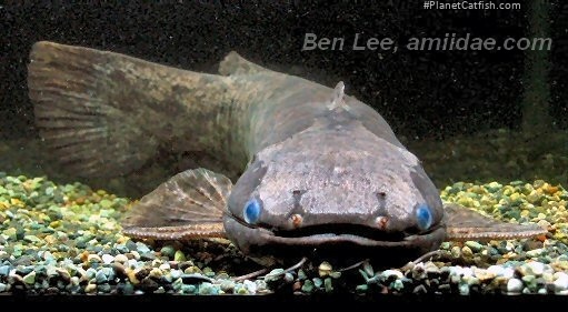 Trachelyopterus ceratophysus