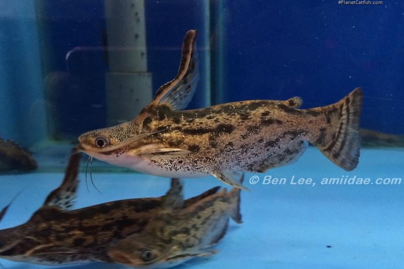 Trachelyopterus fisheri