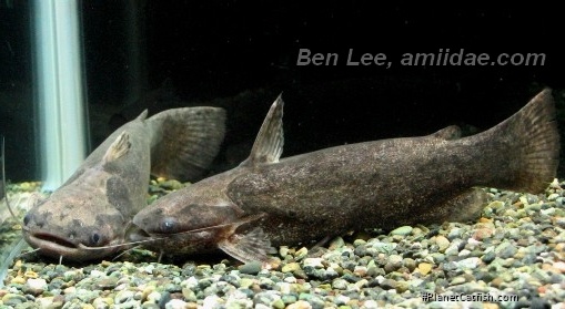 Trachelyopterus galeatus